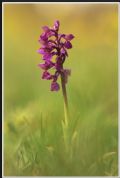 Anacamptis morio